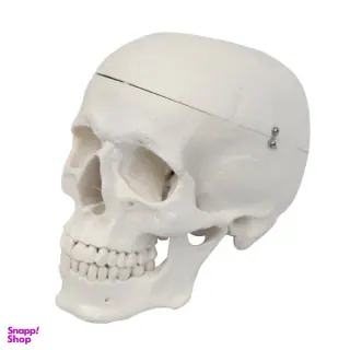 بازی آموزشی مدل مولاژ آناتومی جمجمه انسان کد Skull-N
